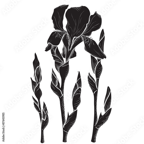 Sketch  iris flowers