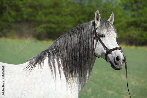 Fototapeta Naklejka Na Ścianę i Meble -  Beautiful andalusian stallion in spring