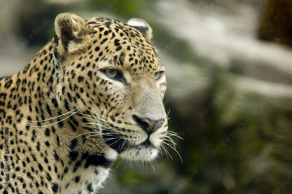 Naklejka premium Jaguar portrait