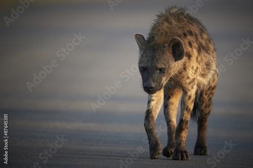 Spotted hyena crossing a road in the early morning light