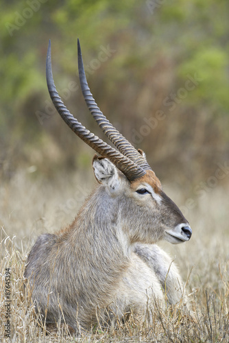 Portrait of a waterbuck