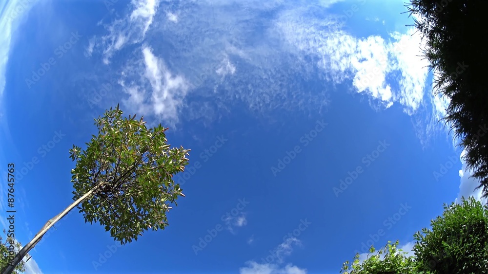 Sommer Himmel Zeitraffer mit Baum