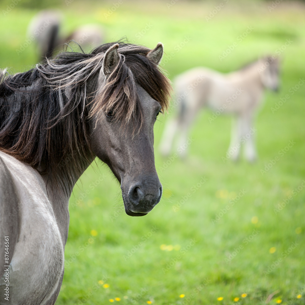 Obraz premium Konik wild horses. Free-ranging Konik horses in their open environment at Oostvaardersplassen, Holland.