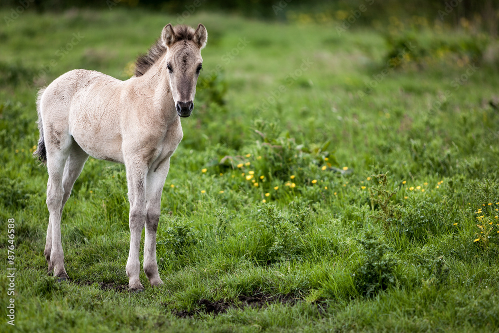 Konik wild horses. Free-ranging Konik horses in their open environment at Oostvaardersplassen, Holland. Konik wild horses. Free-ranging Konik horses in their open environment at Oostvaardersplassen, Holland.
