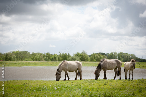 Konik wild horses. Free-ranging Konik horses in their open environment at Oostvaardersplassen, Holland.