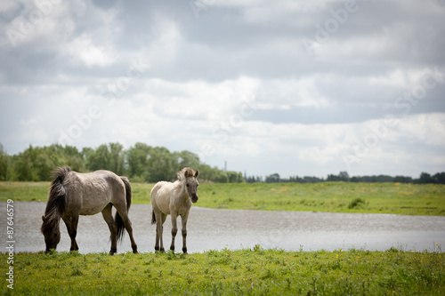 Fototapeta Naklejka Na Ścianę i Meble -  Konik wild horses. Free-ranging Konik horses in their open environment at Oostvaardersplassen, Holland.