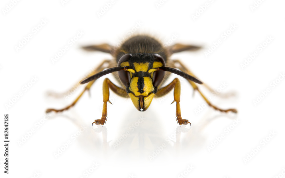 Wasp in front of a white background Wasp in front of a white background