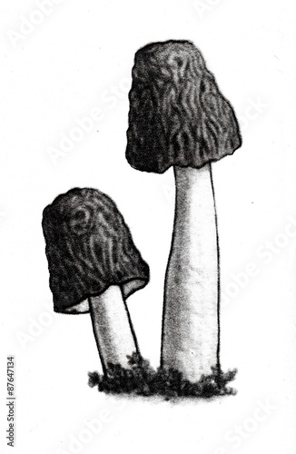 Early morel (Verpa bohemica) photo