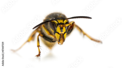 Wasp cleaning itself in front of a white background