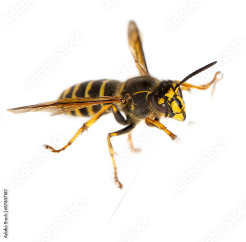 Wasp in front of a white background