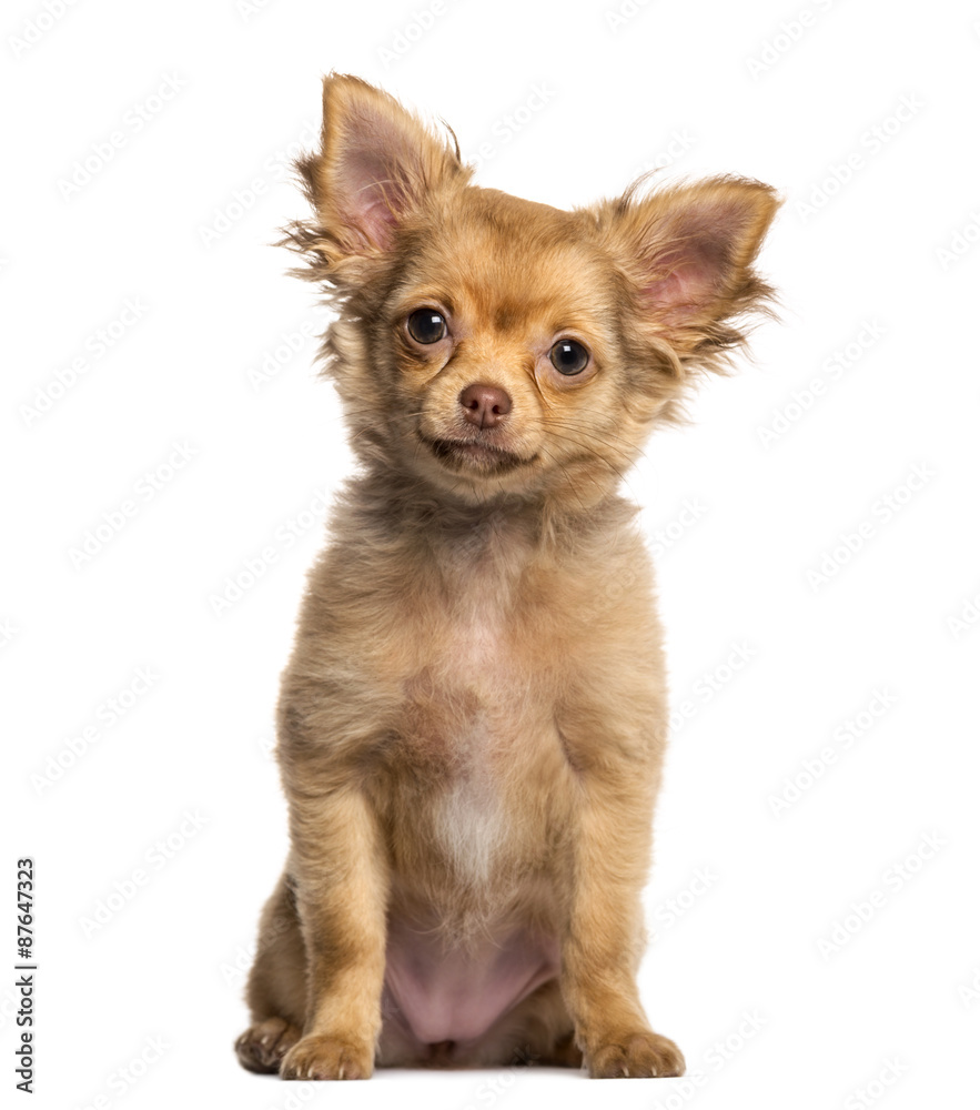 Chihuahua puppy sitting in front of a white background