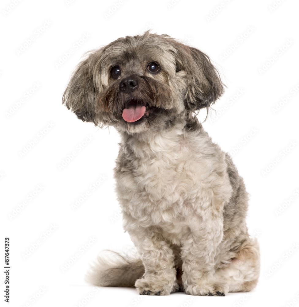 Shih Tzu sitting in front of a white background Shih Tzu sitting in front of a white background