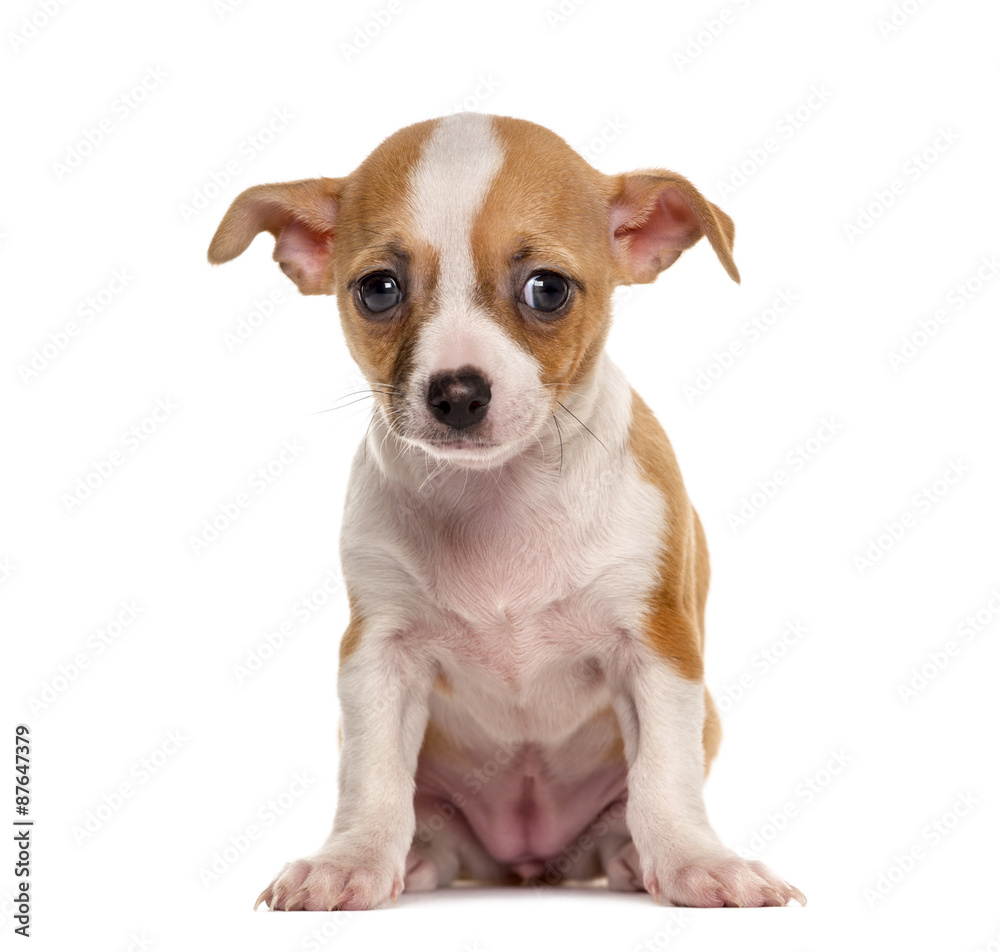 Sad Chihuahua puppy sitting in front of a white background