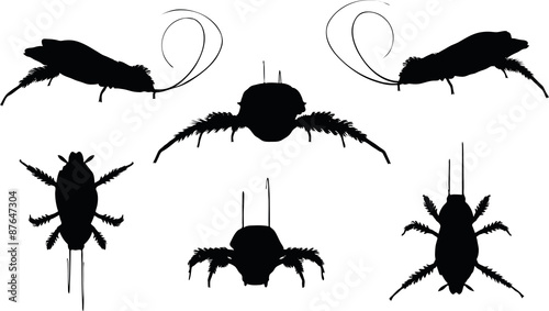 cockroach silhouette