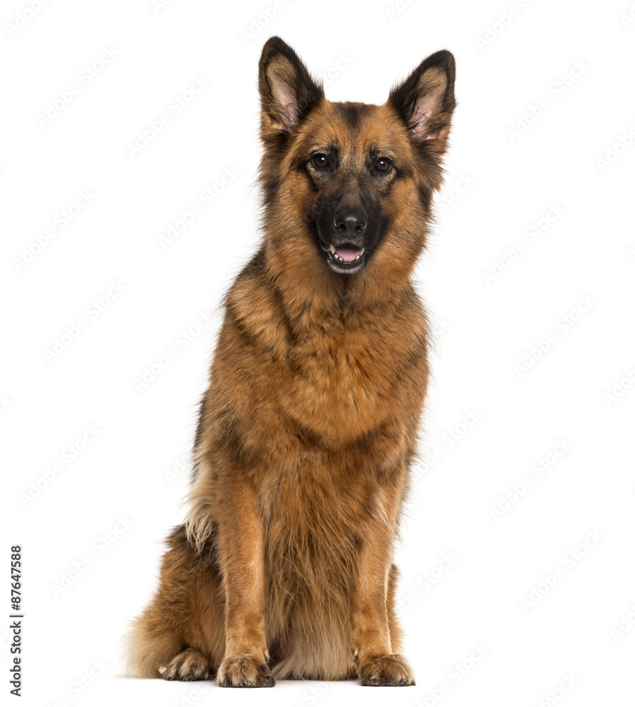 German Shepherd sitting in front of a white background