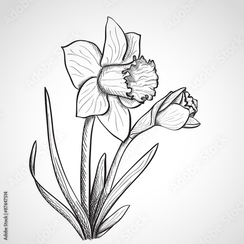 Sketch  daffodil flower, hand drawn