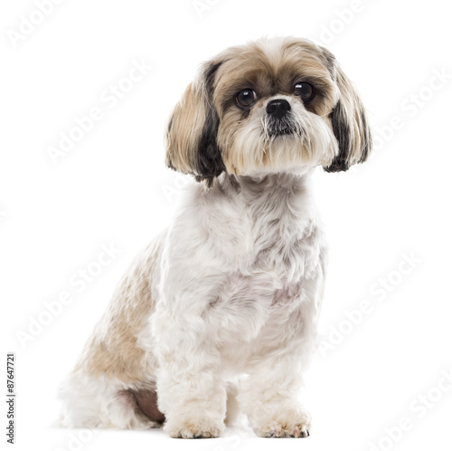 Fototapeta Naklejka Na Ścianę i Meble -  Shih Tzu sitting in front of a white background