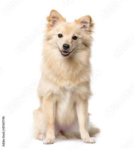 Fototapeta Naklejka Na Ścianę i Meble -  German Spitz sitting in front of a white background