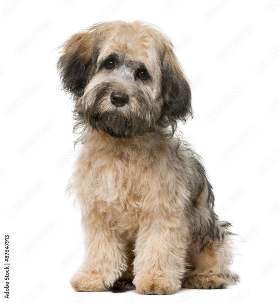 Havanese sitting in front of a white background Havanese sitting in front of a white background
