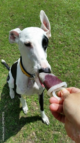 Hund isst Eis © sandra zuerlein