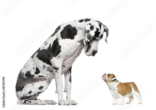 Great Dane looking at a French Bulldog puppy