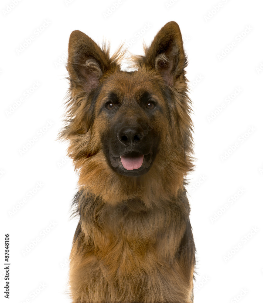 Close-up of a German Shepherd in front of a white background Close-up of a German Shepherd in front of a white background