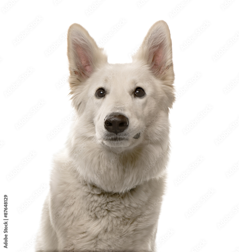 Close-up of a Swiss Shepherd dog in front of a white background