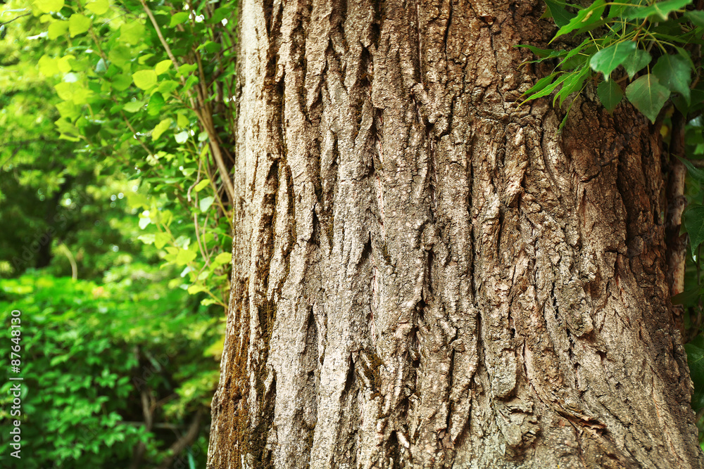 Tree bark in park