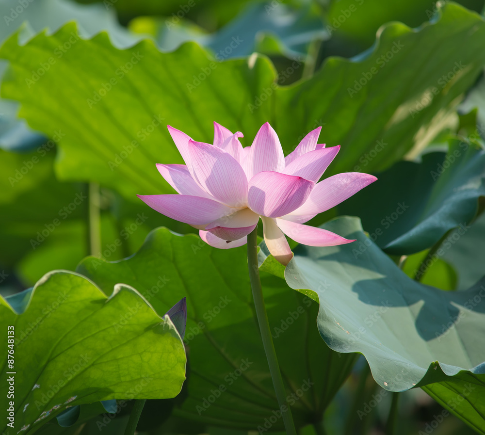 Obraz premium blooming lotus flower