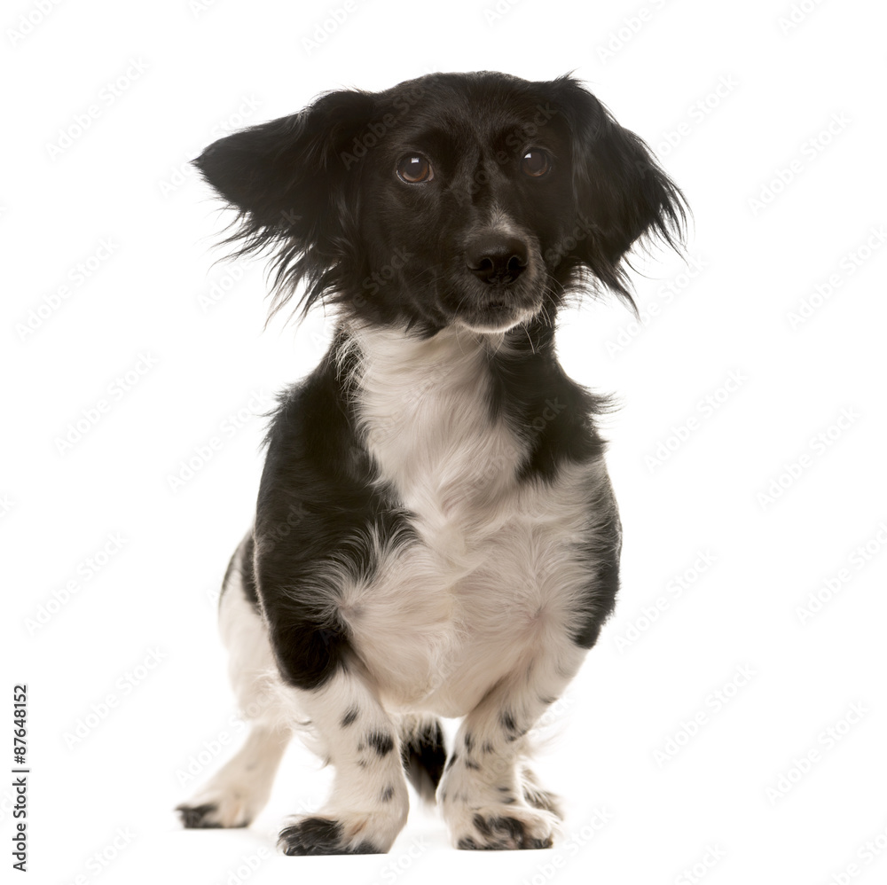 Crossbreed dog standing in front of a white background Crossbreed dog standing in front of a white background