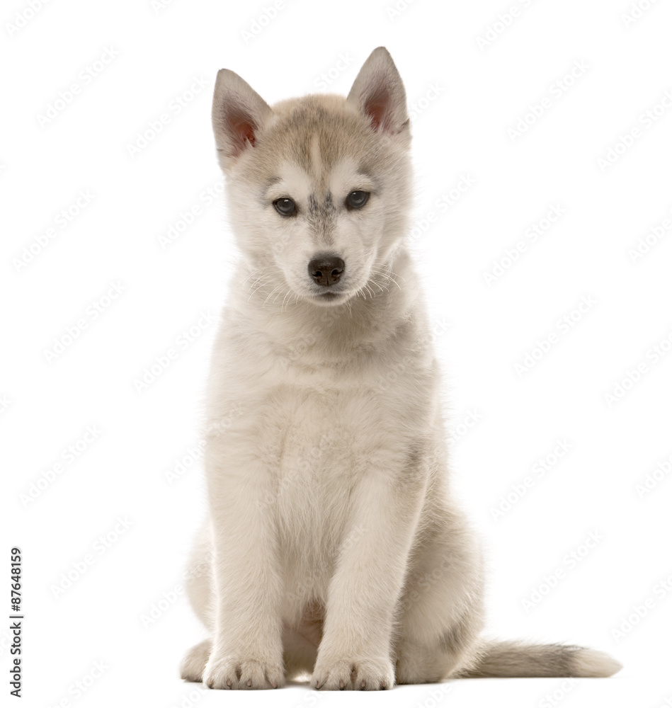 Husky puppy sitting in front of a white background