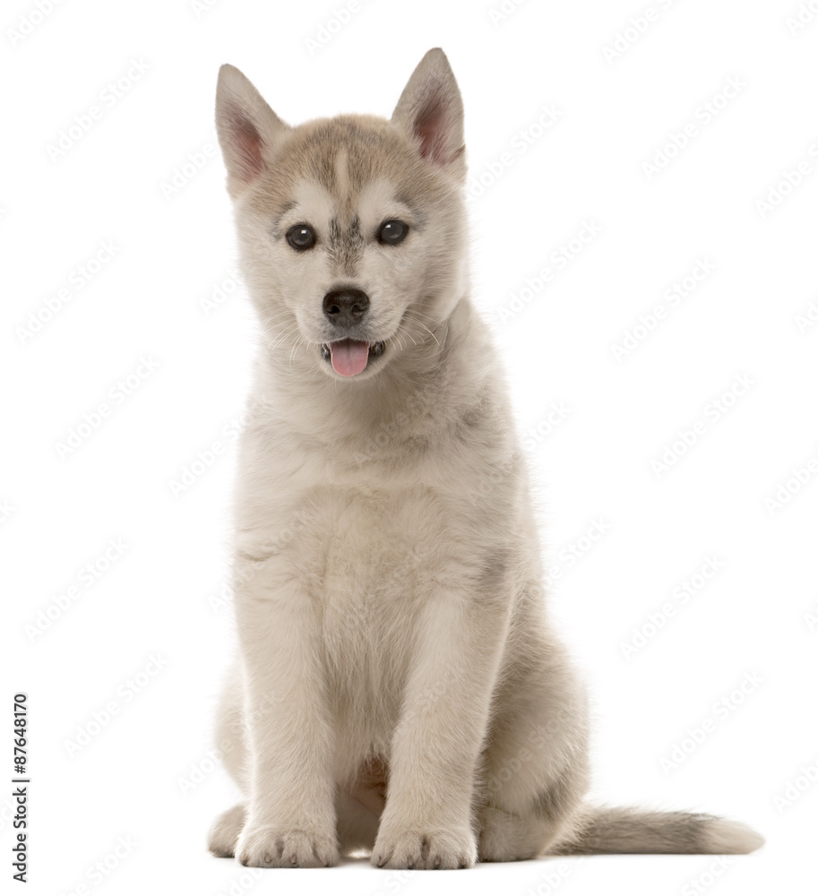 Husky puppy sitting in front of a white background