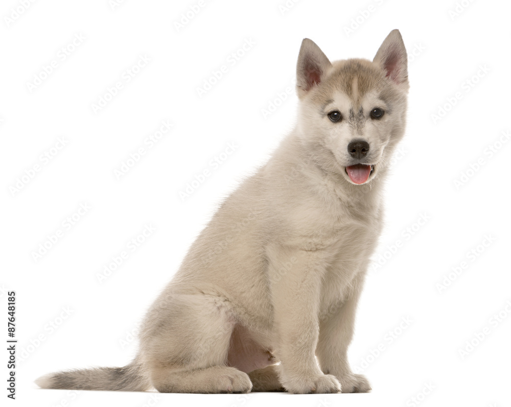 Husky puppy sitting in front of a white background