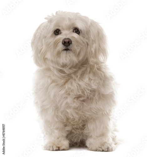 Havanese sitting in front of a white background