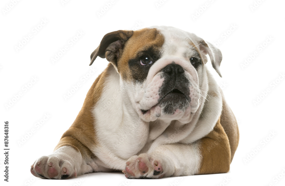 English Bulldog lying in front of a white background