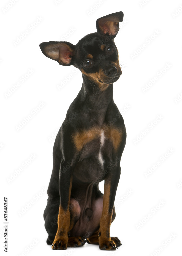 Miniature Pinscher sitting in front of a white background Miniature Pinscher sitting in front of a white background