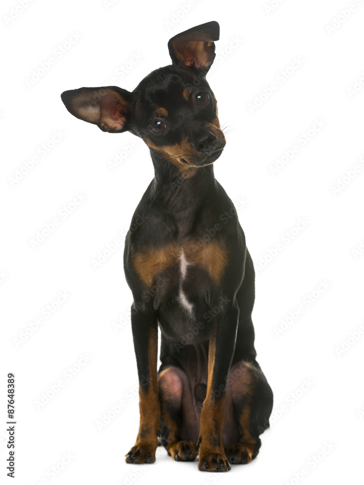 Miniature Pinscher sitting in front of a white background Miniature Pinscher sitting in front of a white background