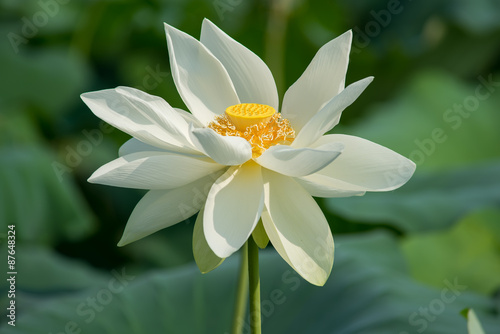 Fototapeta Naklejka Na Ścianę i Meble -  White lotus flower