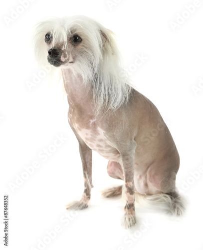 Chinese Crested dog isolated on white