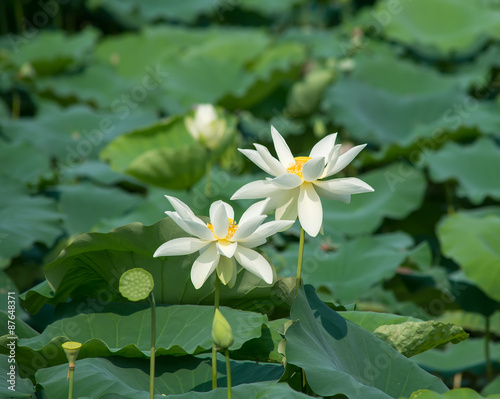 White lotus flower