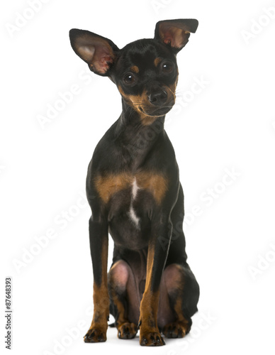 Miniature Pinscher sitting in front of a white background