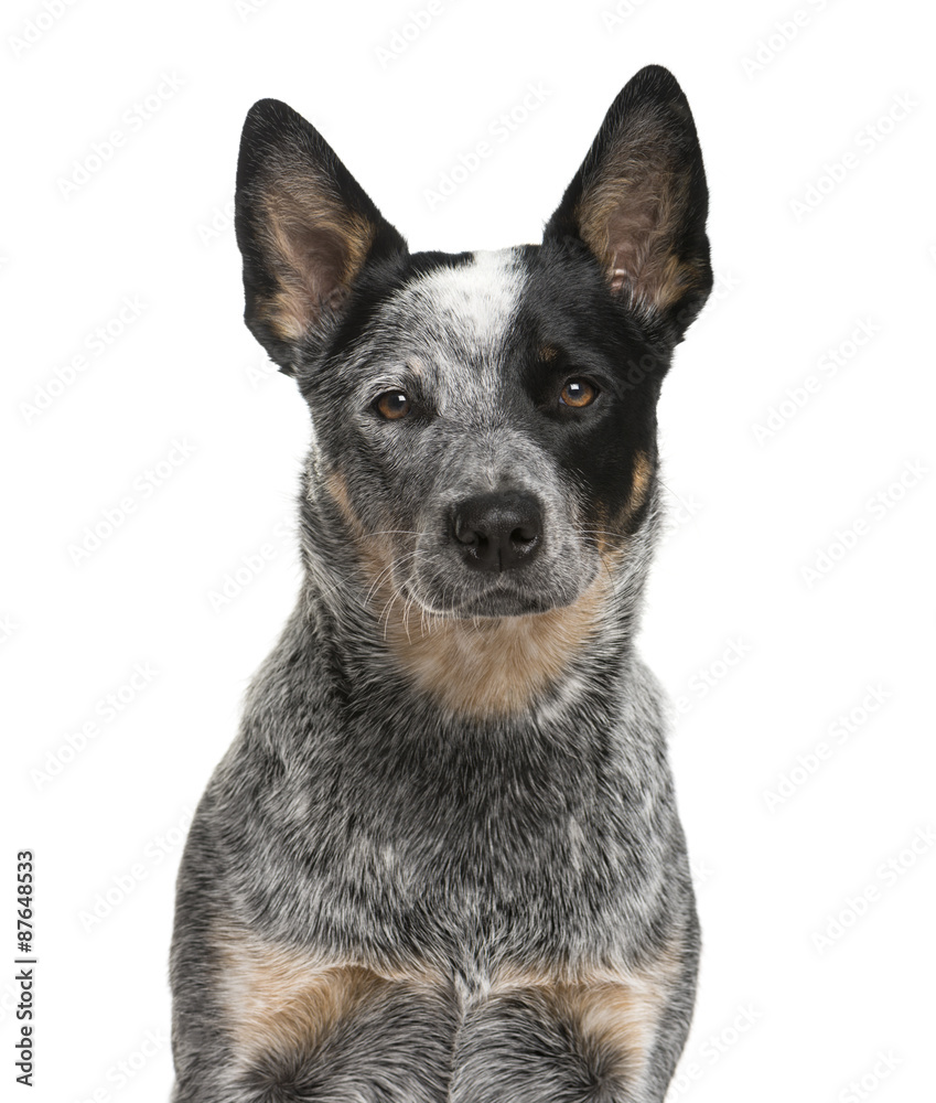 Close-up of an Australian Cattle Dog Close-up of an Australian Cattle Dog