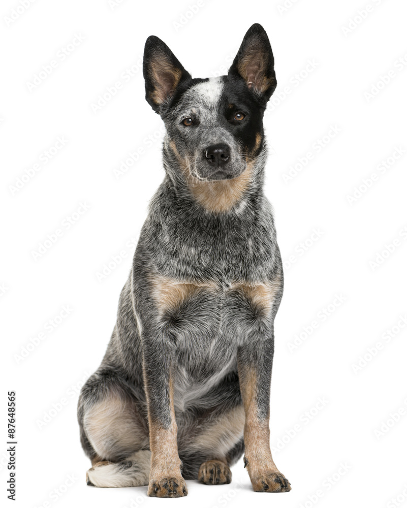 Australian Cattle Dog sitting in front of a white background Australian Cattle Dog sitting in front of a white background