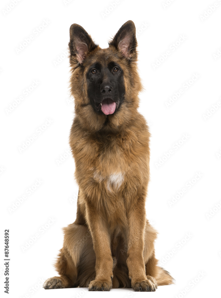 German Shepherd sitting in front of a white background German Shepherd sitting in front of a white background