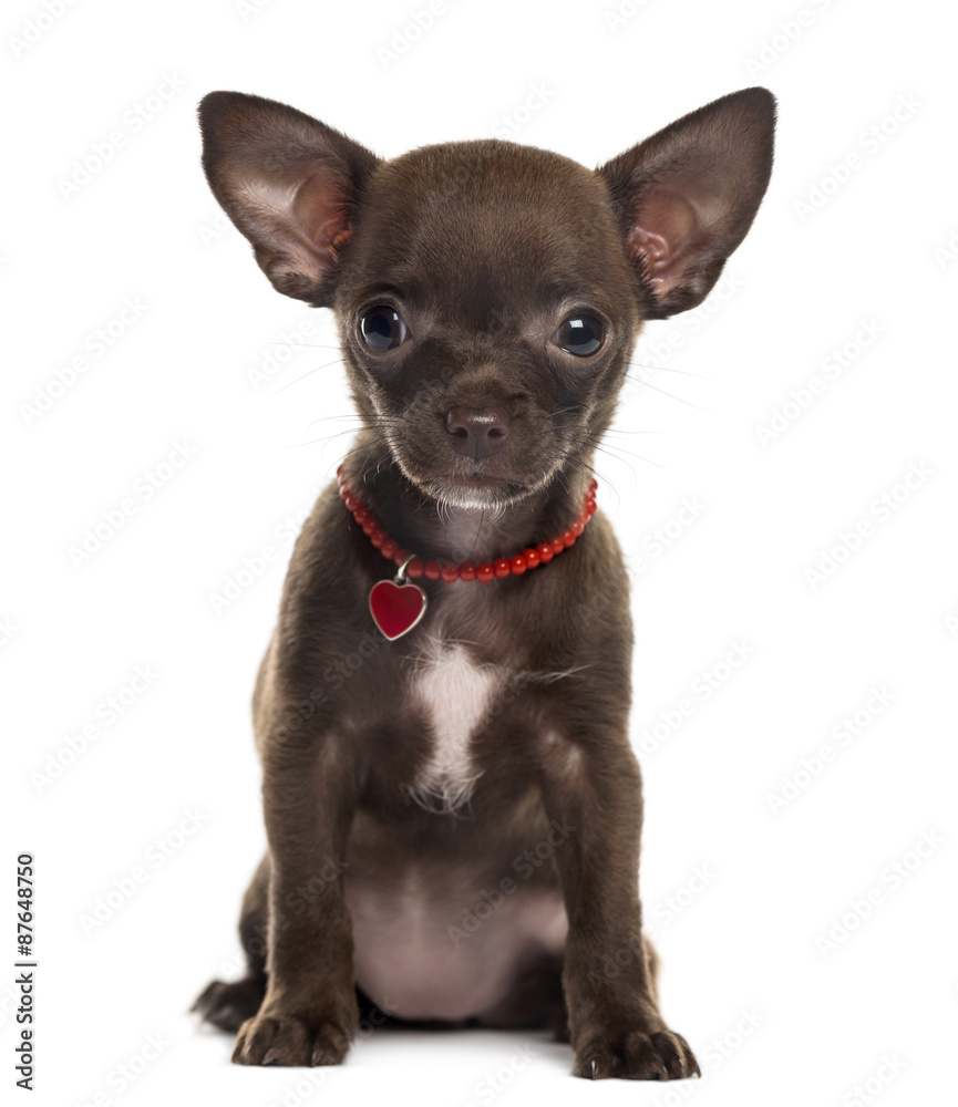 Chihuahua sitting in front of a white background