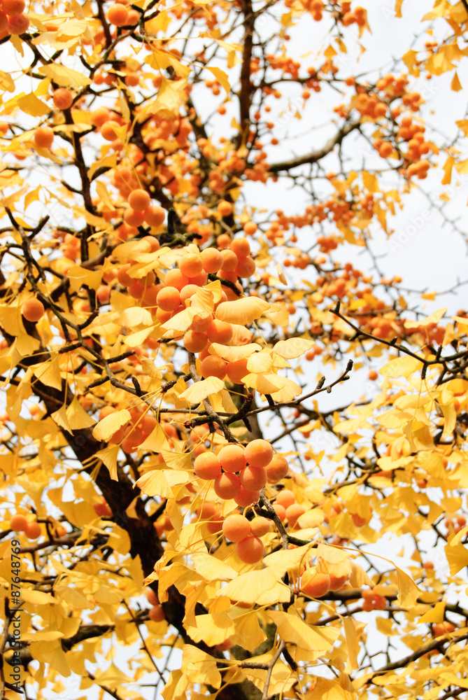 Herbstlicher Ginkgo-Baum mit gelben Blättern und gelben Früchten an einem sonnigen Tag Herbstlicher Ginkgo-Baum mit gelben Blättern und gelben Früchten an einem sonnigen Tag