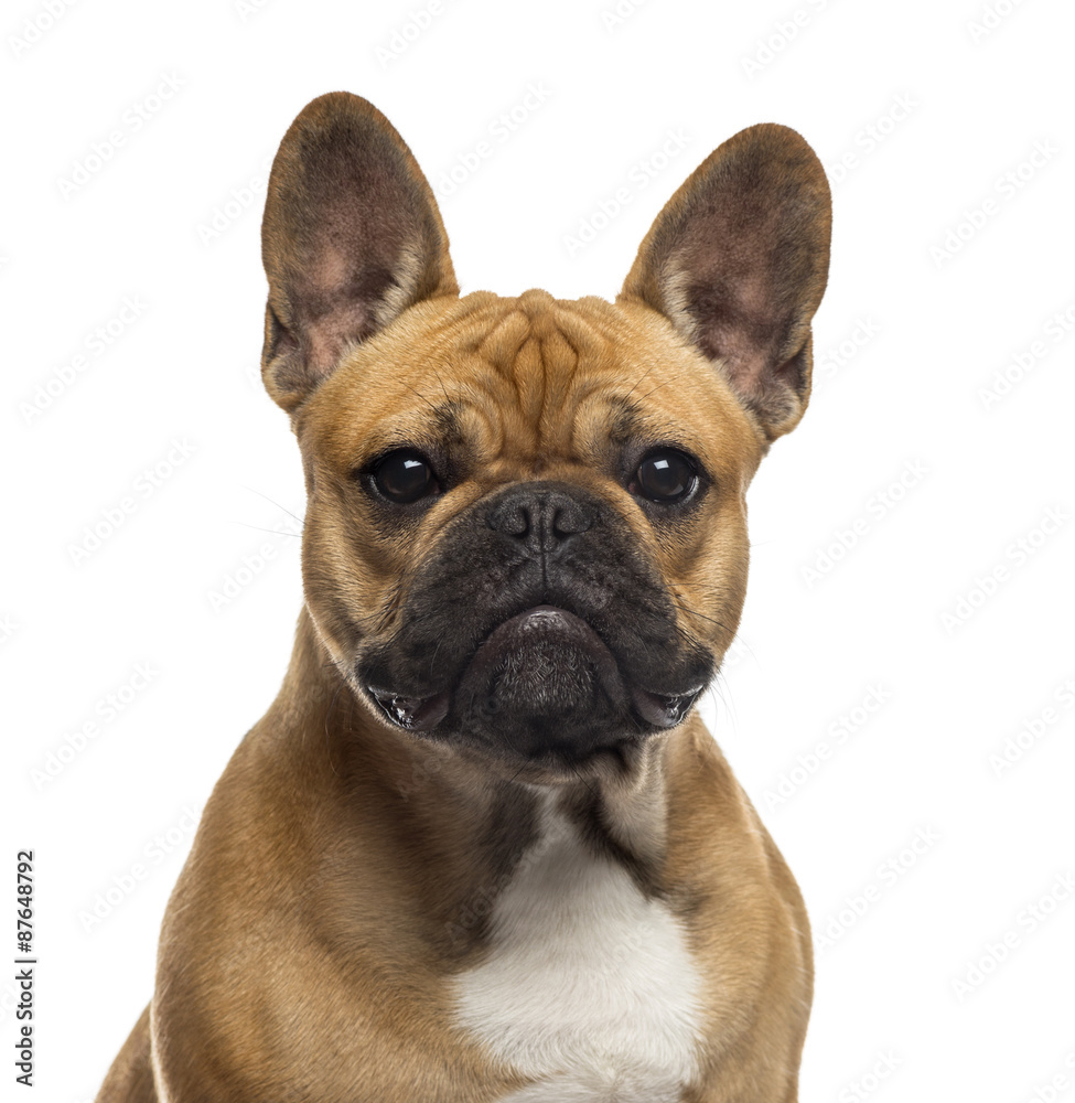 Close-up of an English Bulldog in front of a white background