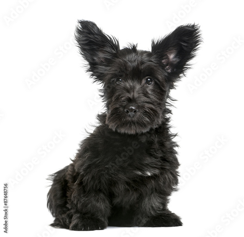 Skye Terrier puppy sitting in front of a white background