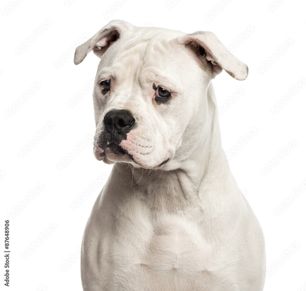 Close-up of an American Bulldog in front of a white background