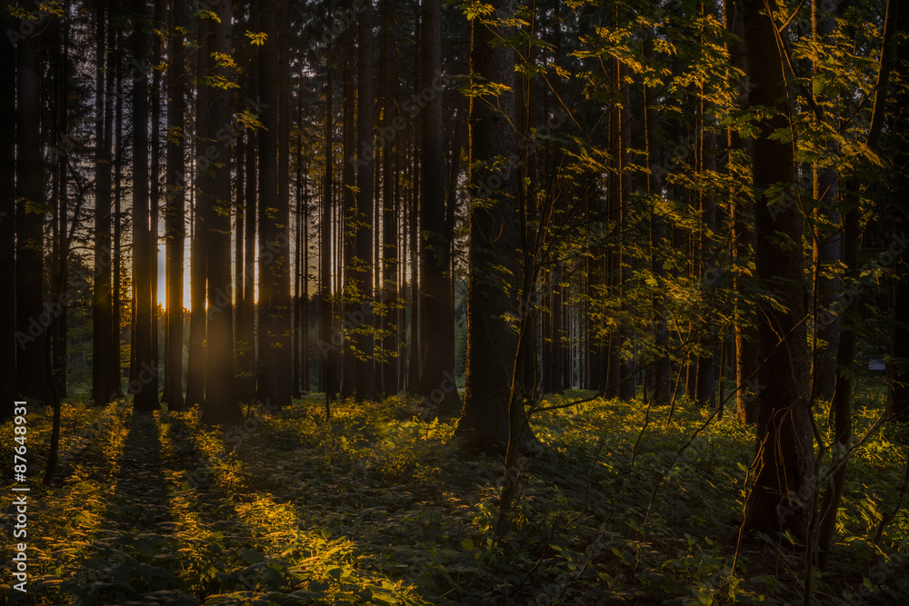 Sunset in the forest